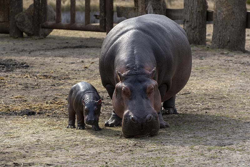 copenhagen-zoo