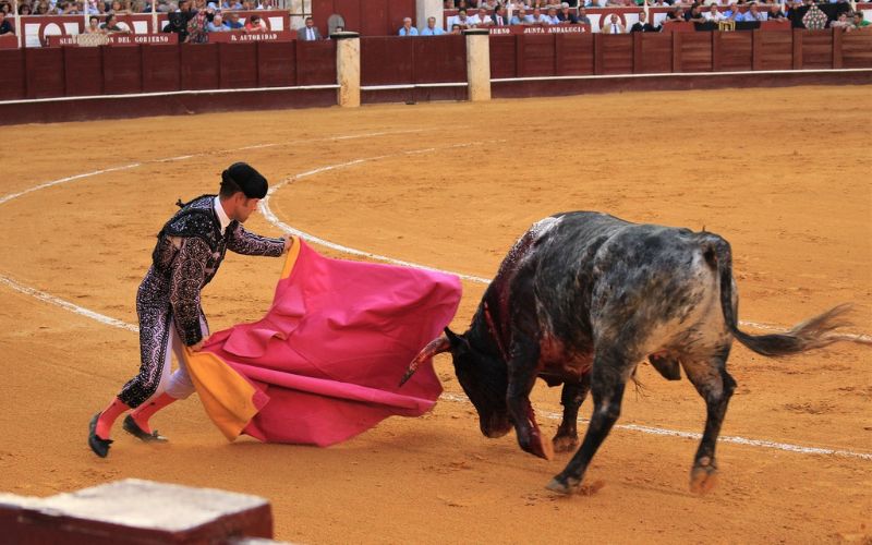 bull fight spain