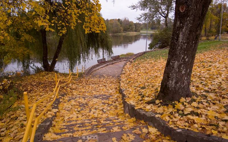 Beautiful view of a yellow leaves spread on the grounds near a water body in Druskininkai.