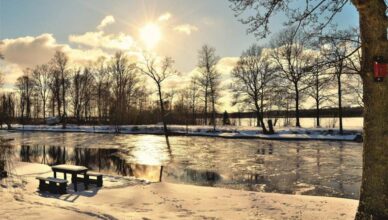 Bare Trees Near Body of Water in Sweden.